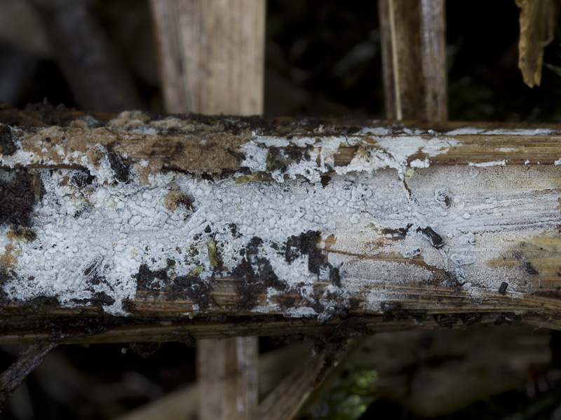 Lyomyces sambuci